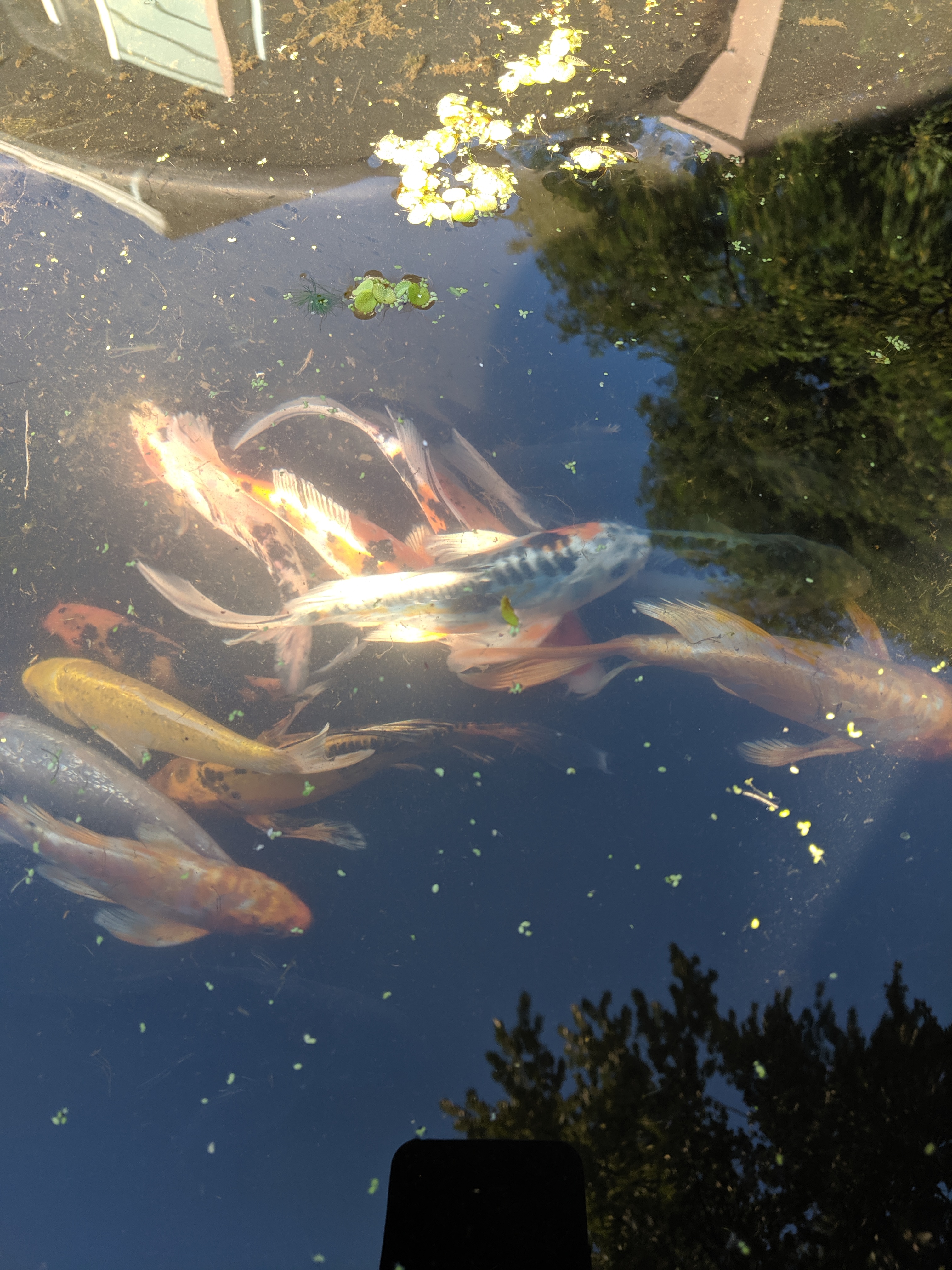 Koi Fish